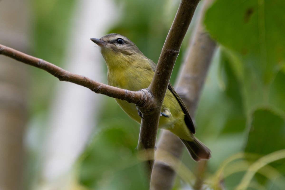 Philadelphia Vireo - ML624166483