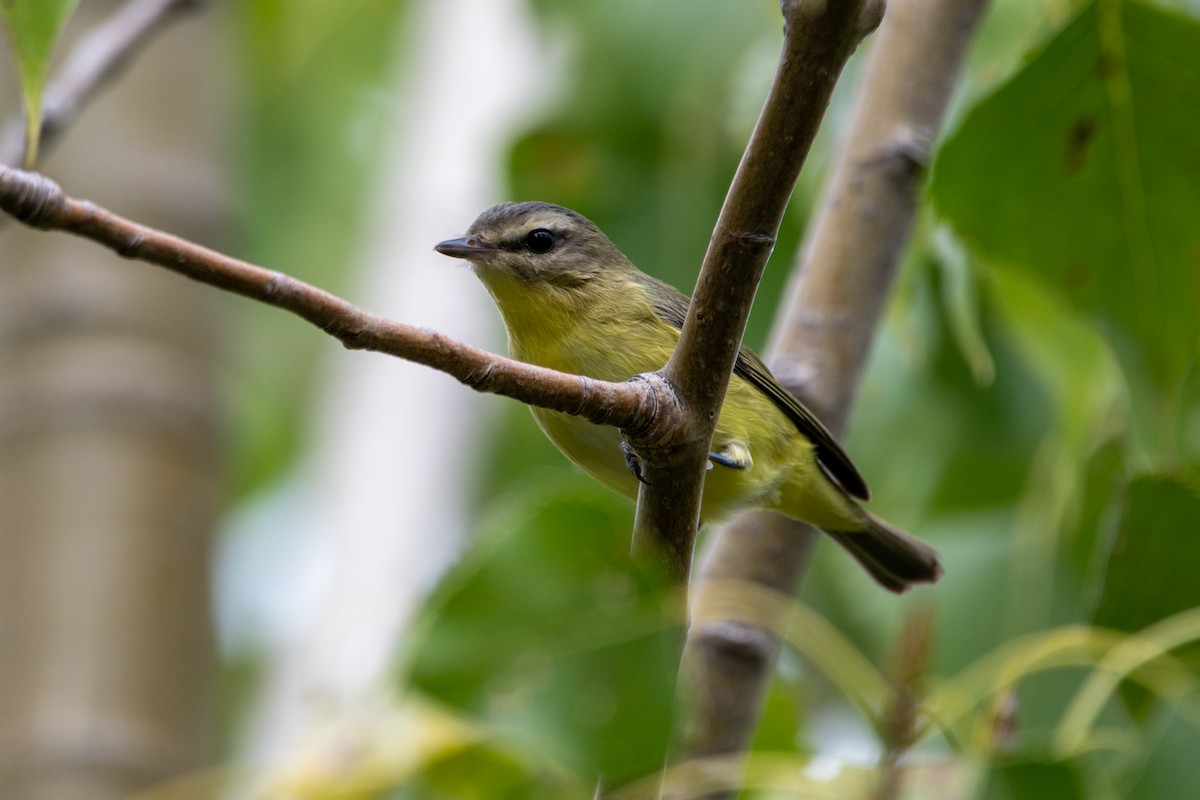 Philadelphia Vireo - ML624166484