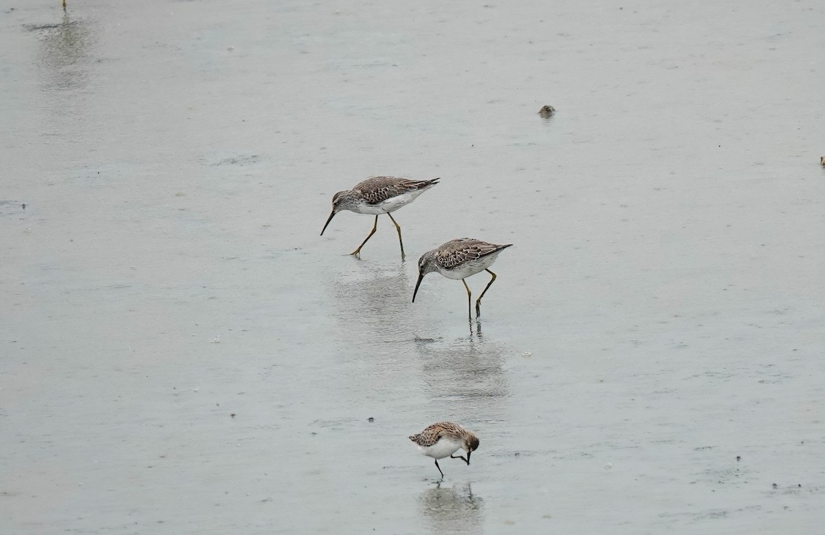 Stilt Sandpiper - ML624166497