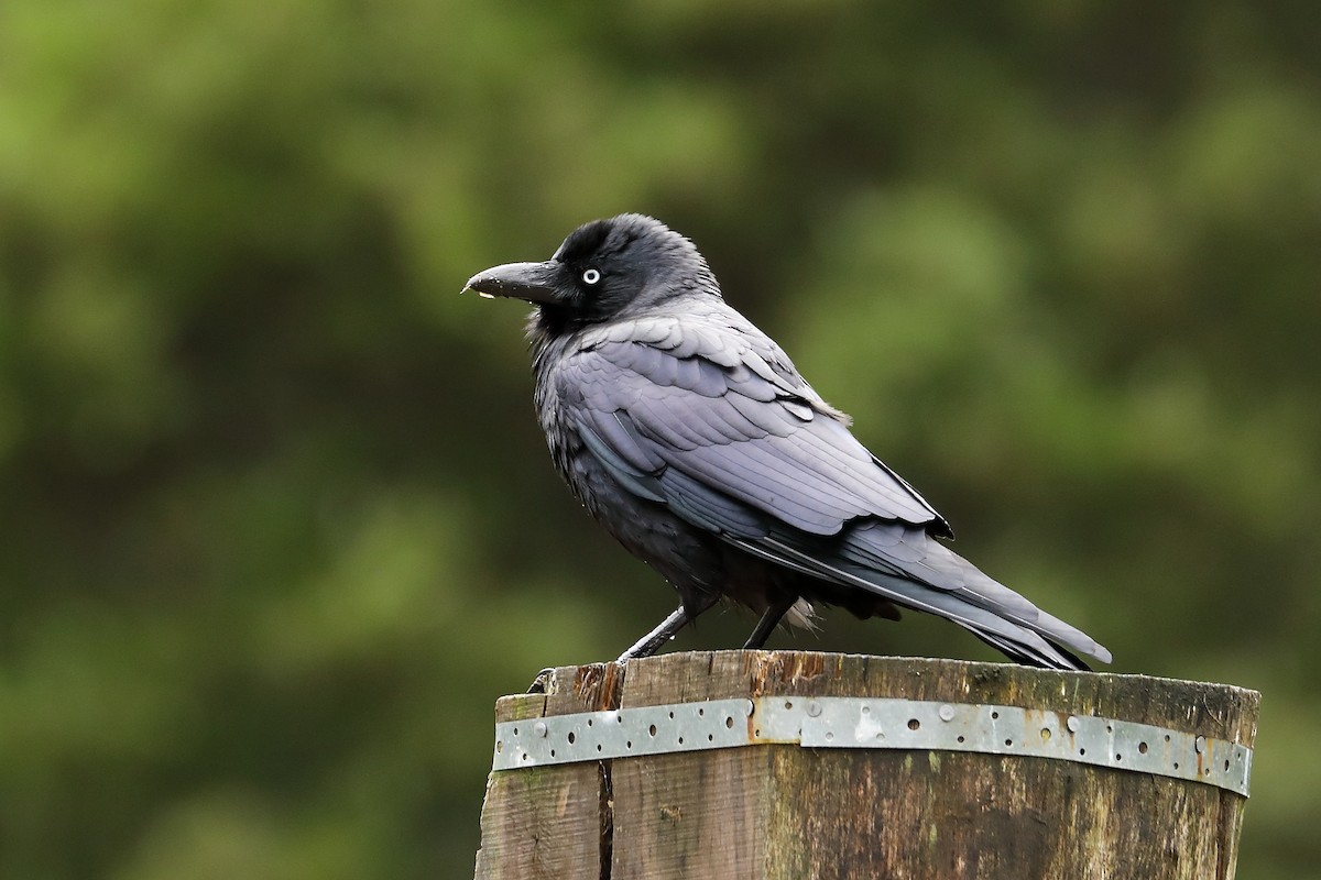 Южноавстралийский ворон - ML624166564