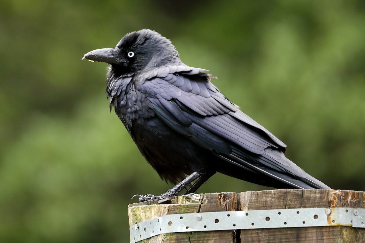 Южноавстралийский ворон - ML624166565