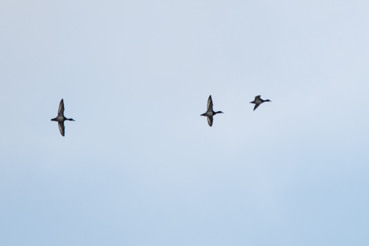 Lesser Scaup - ML624166575