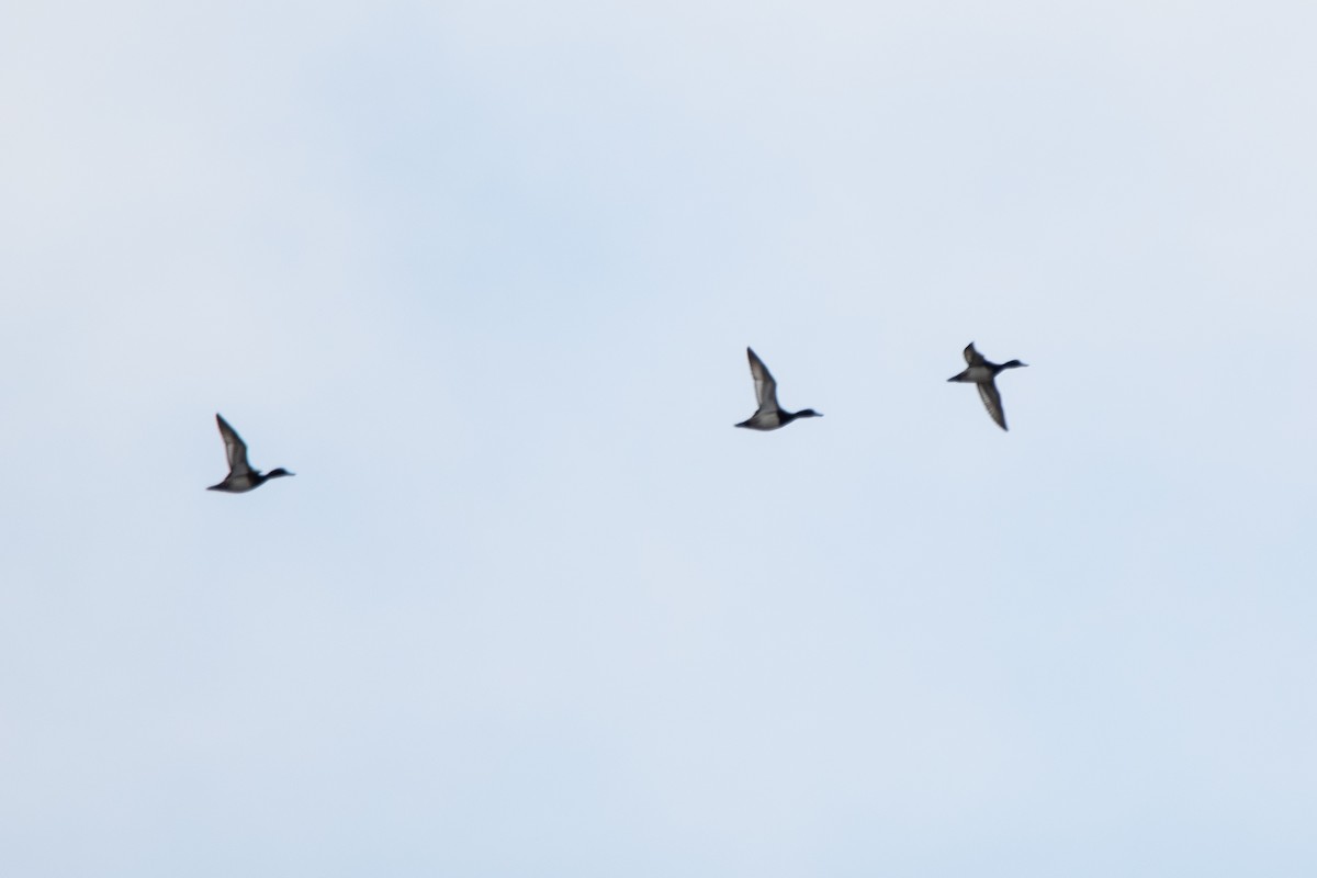 Lesser Scaup - ML624166576