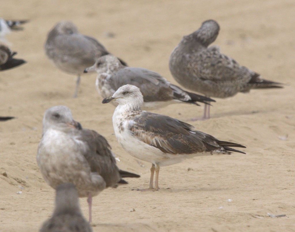 Lesser Black-backed Gull - ML624166581