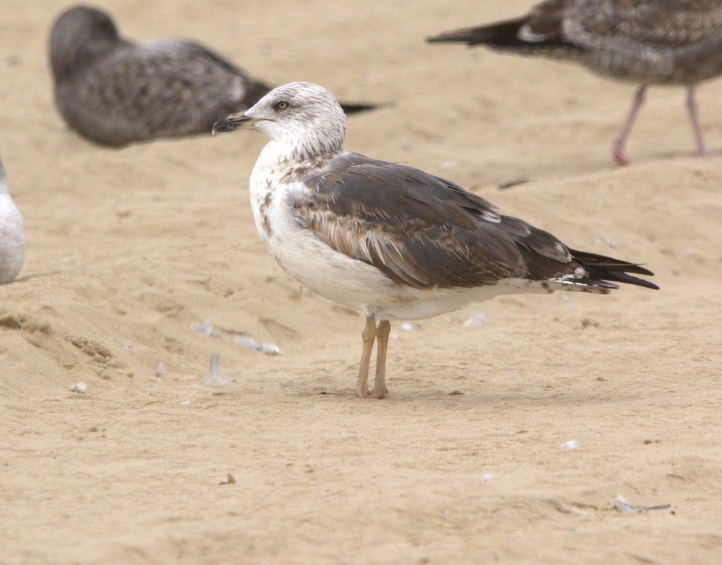 Lesser Black-backed Gull - ML624166582