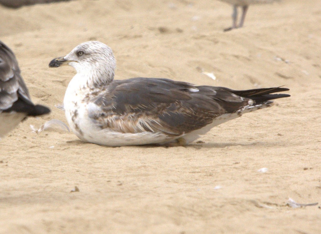 Lesser Black-backed Gull - ML624166583