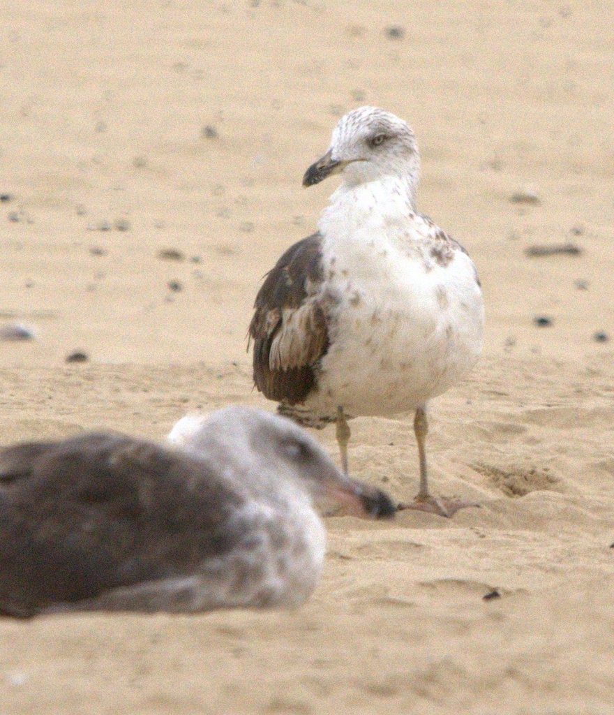 Lesser Black-backed Gull - ML624166584