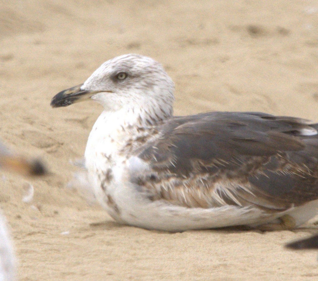 Lesser Black-backed Gull - ML624166585