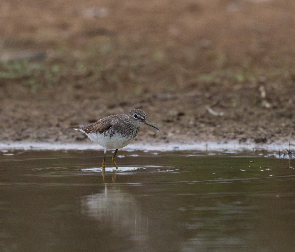 Solitary Sandpiper - ML624166596