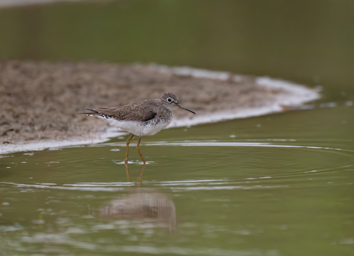 Solitary Sandpiper - ML624166604