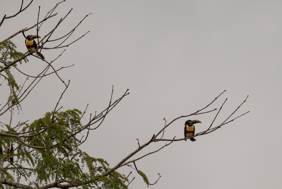 Chestnut-eared Aracari - ML624166628