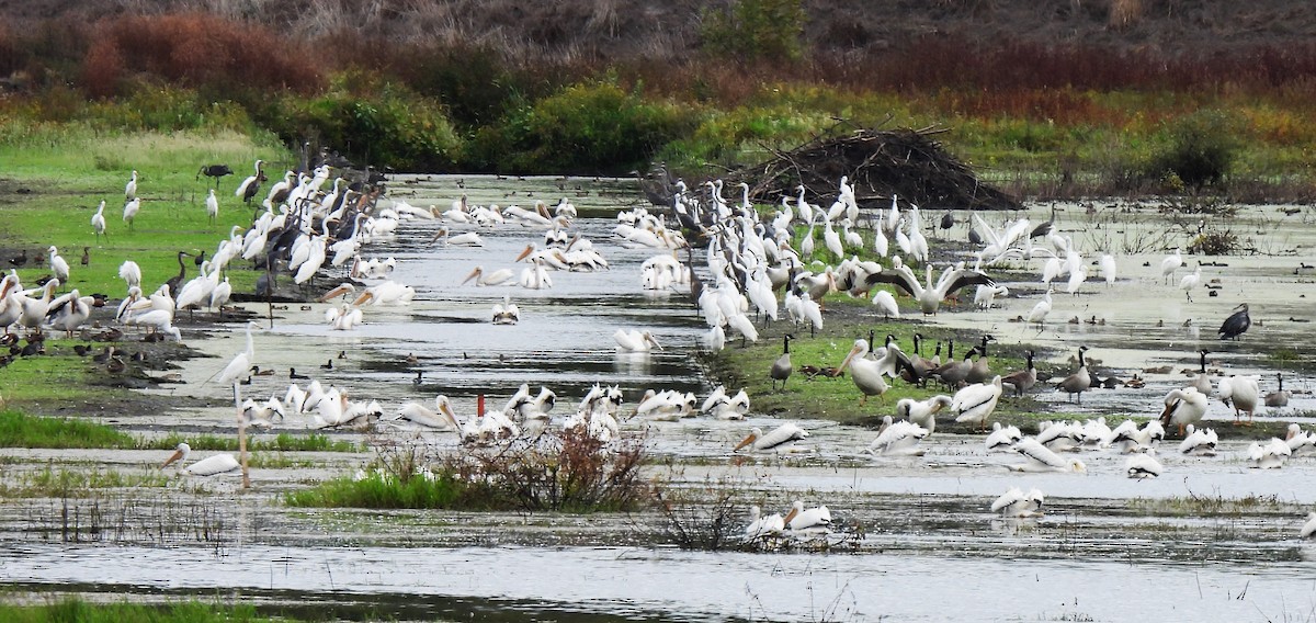 American White Pelican - ML624166629