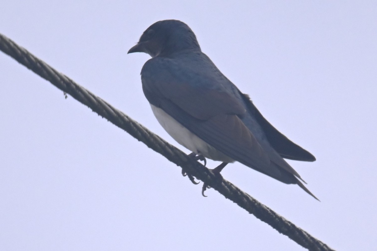 Gray-breasted Martin - ML624166640