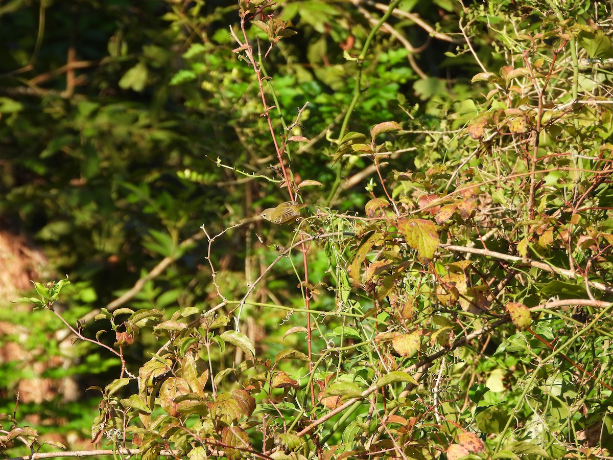 Bell's Vireo - ML624166660