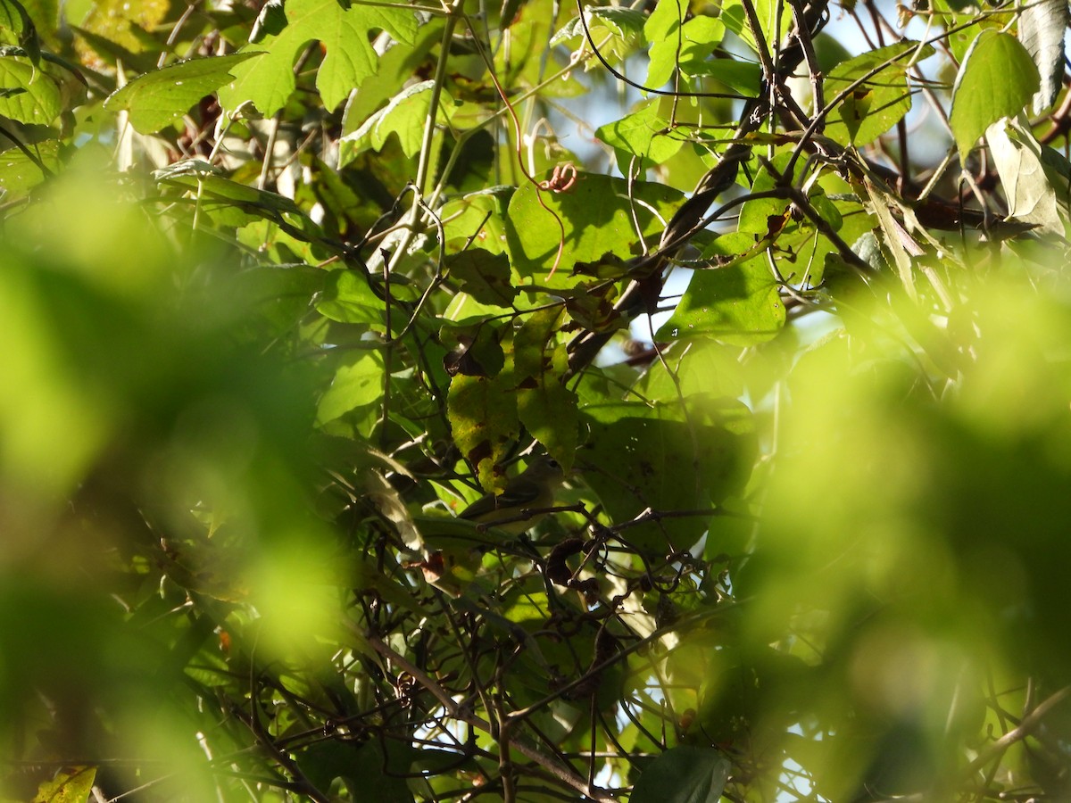 Bell's Vireo - ML624166661