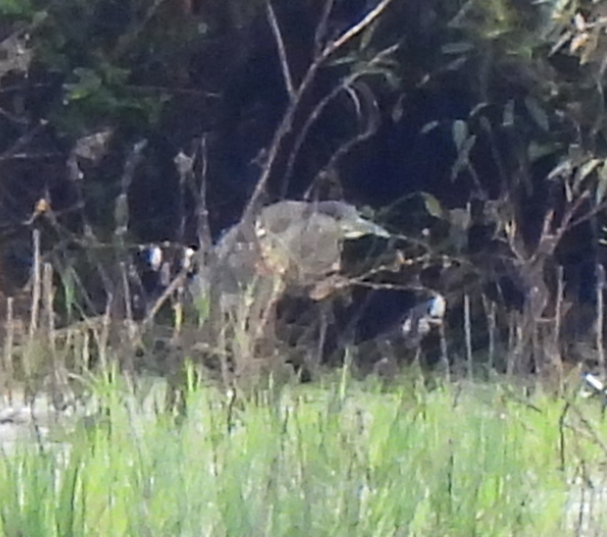 Black-crowned Night Heron - ML624166662