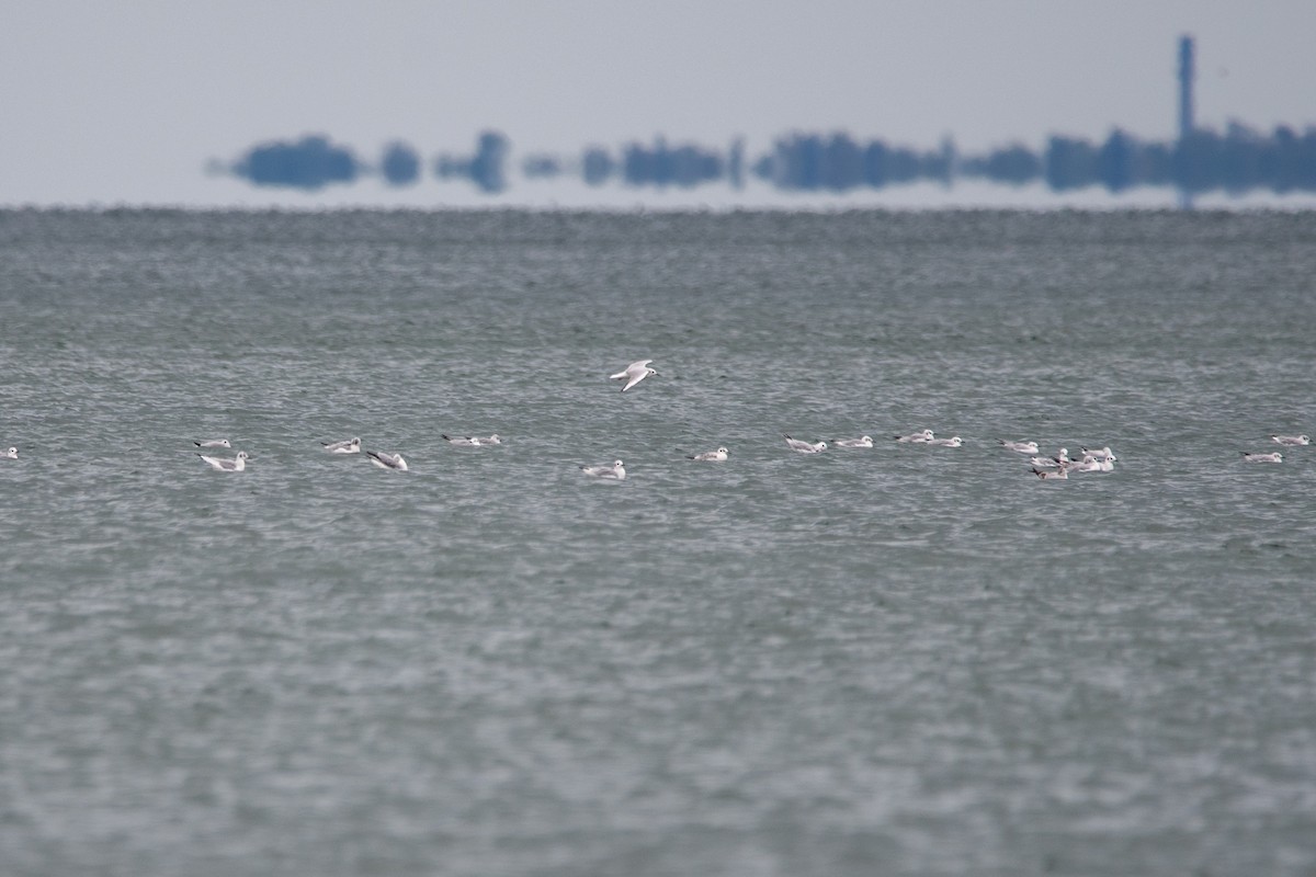 Bonaparte's Gull - ML624166664