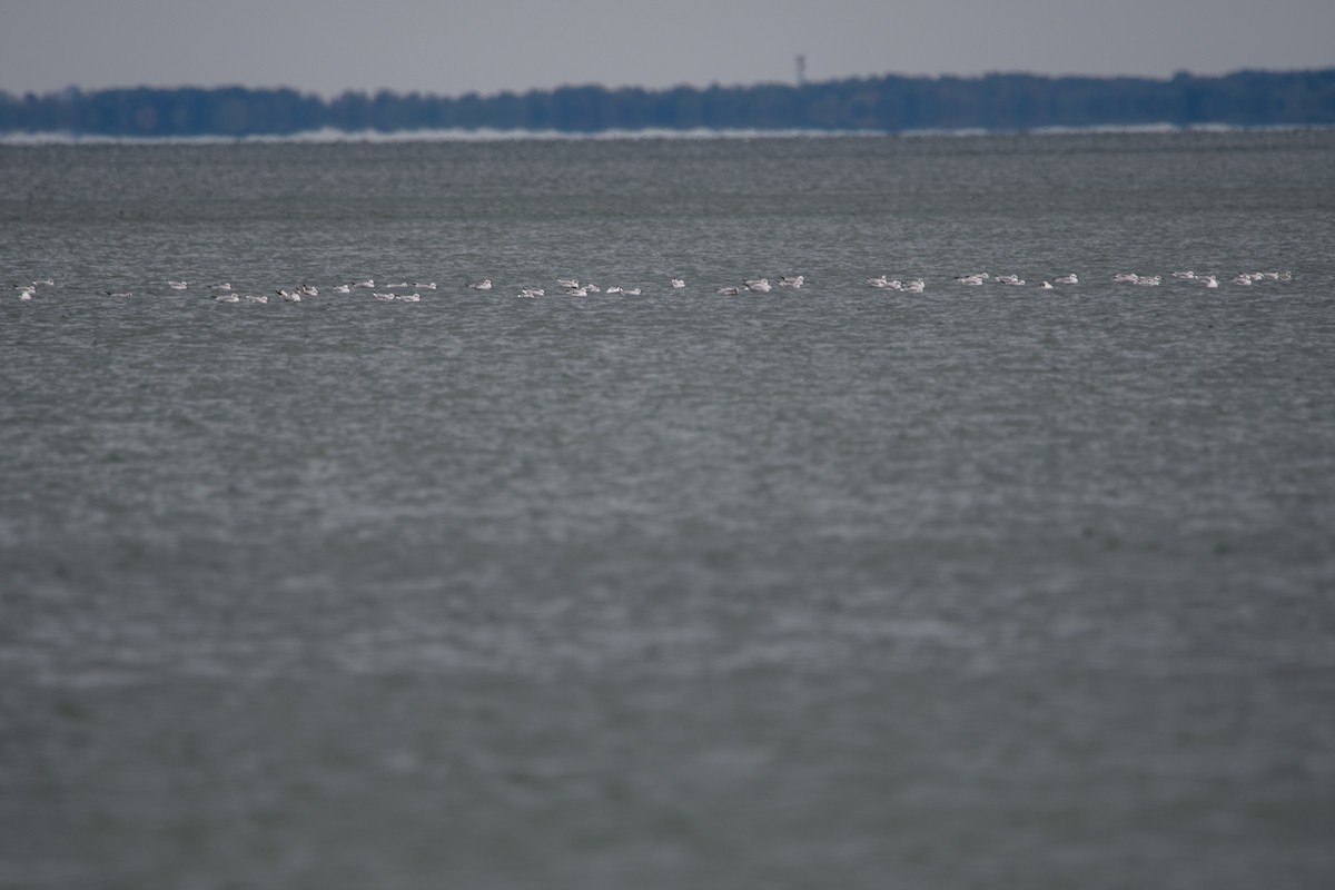 Bonaparte's Gull - ML624166665