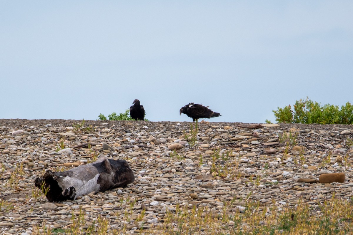 Turkey Vulture - ML624166667