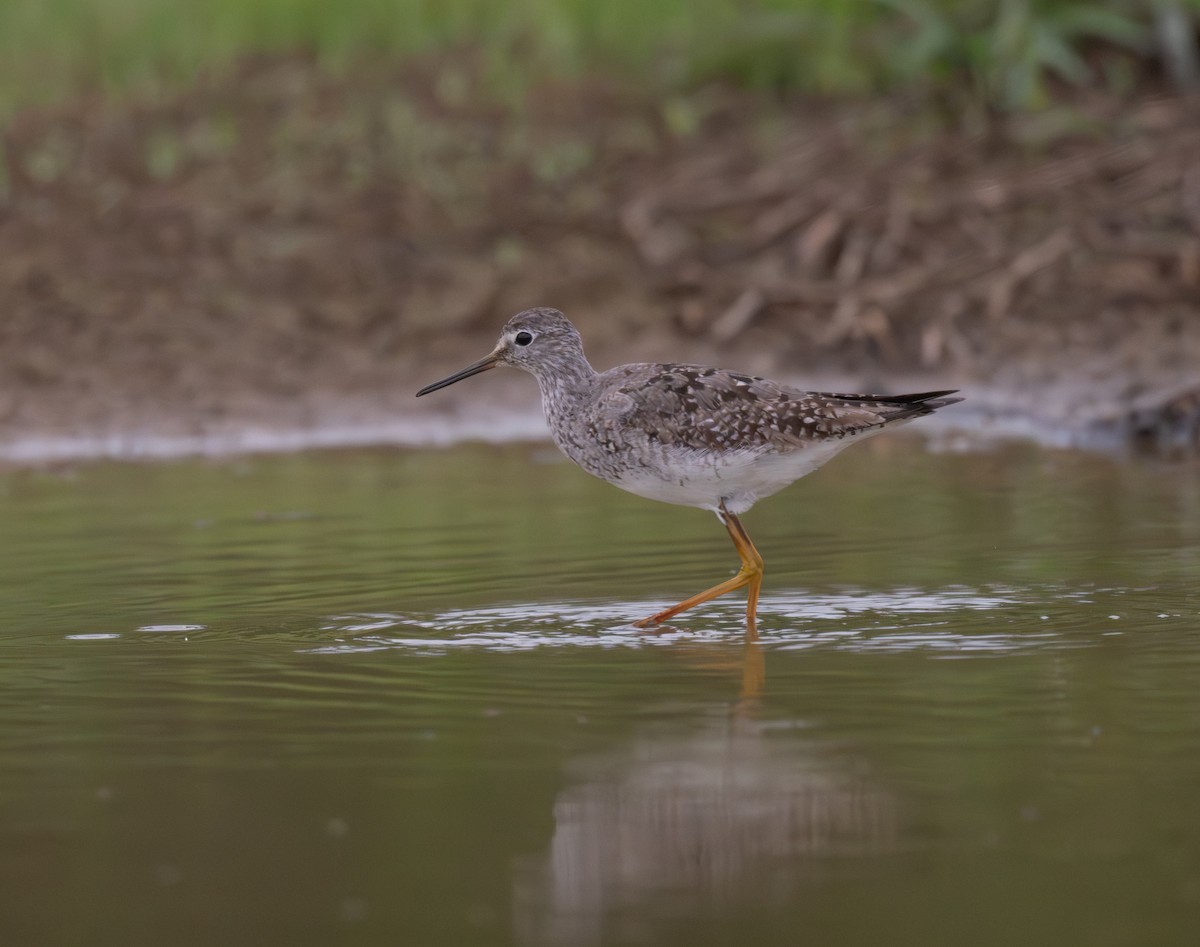 Lesser Yellowlegs - ML624166671