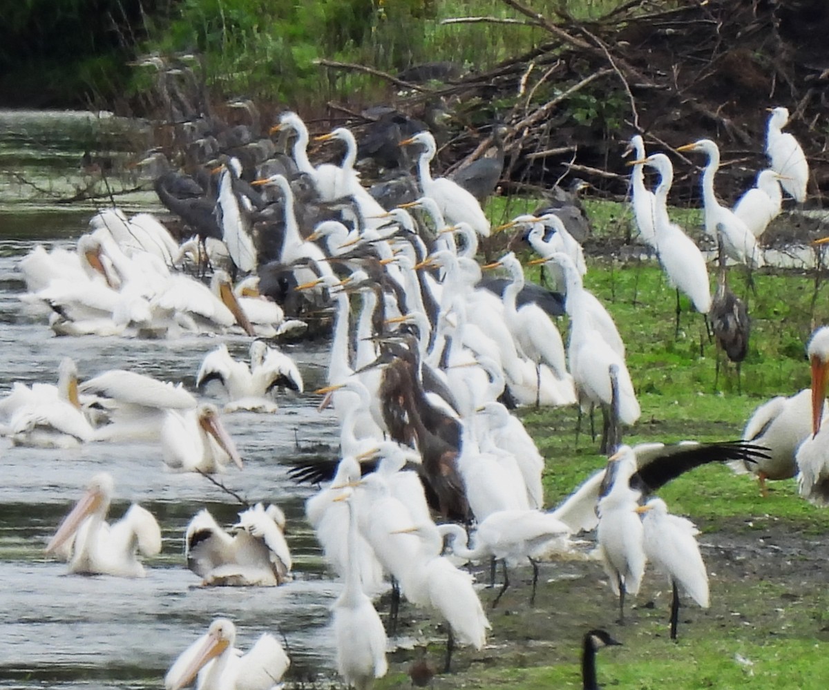 Great Egret - ML624166673