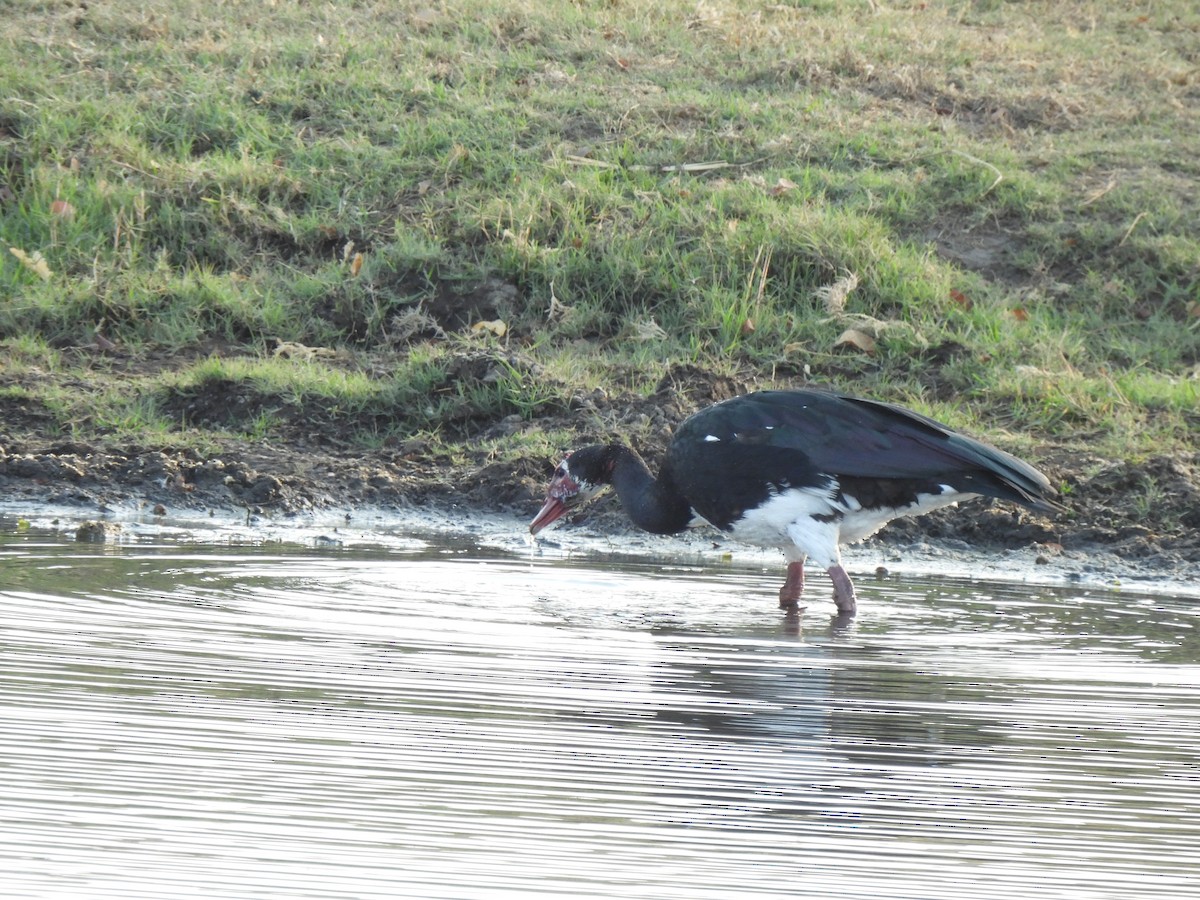 Spur-winged Goose - ML624166674