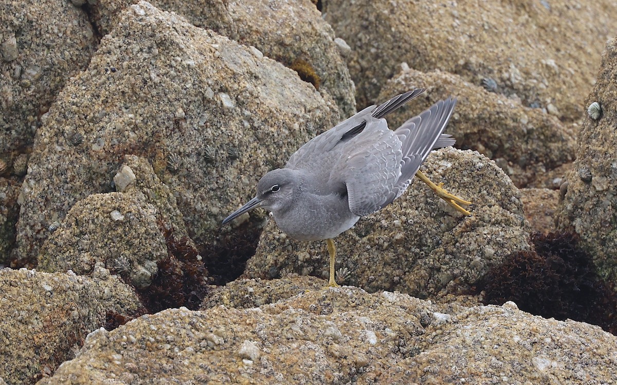 Wandering Tattler - ML624166709