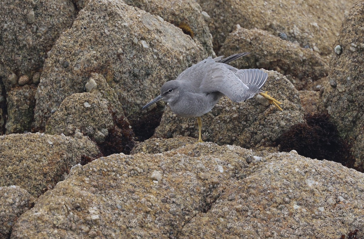 Wandering Tattler - Jeerapa Sookgaew