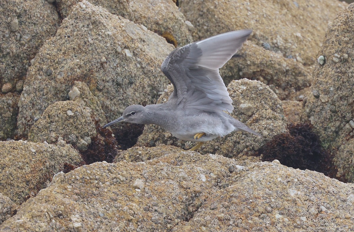 Wandering Tattler - ML624166711