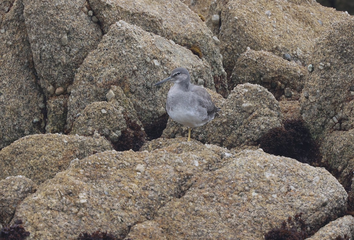 Wandering Tattler - Jeerapa Sookgaew