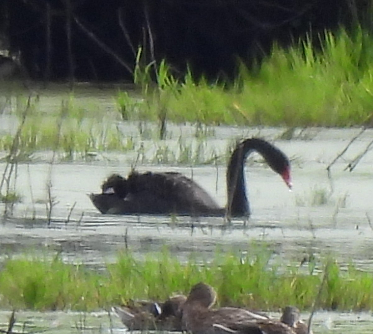 Black Swan - ML624166721