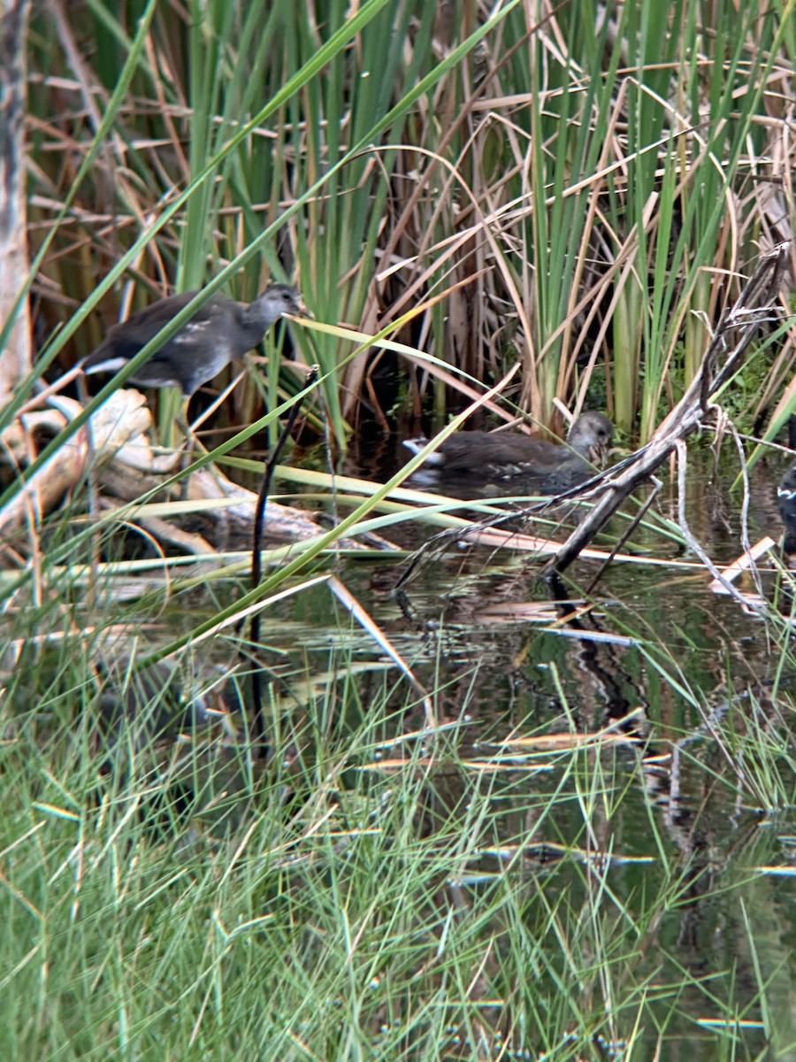 Gallinule d'Amérique - ML624166736