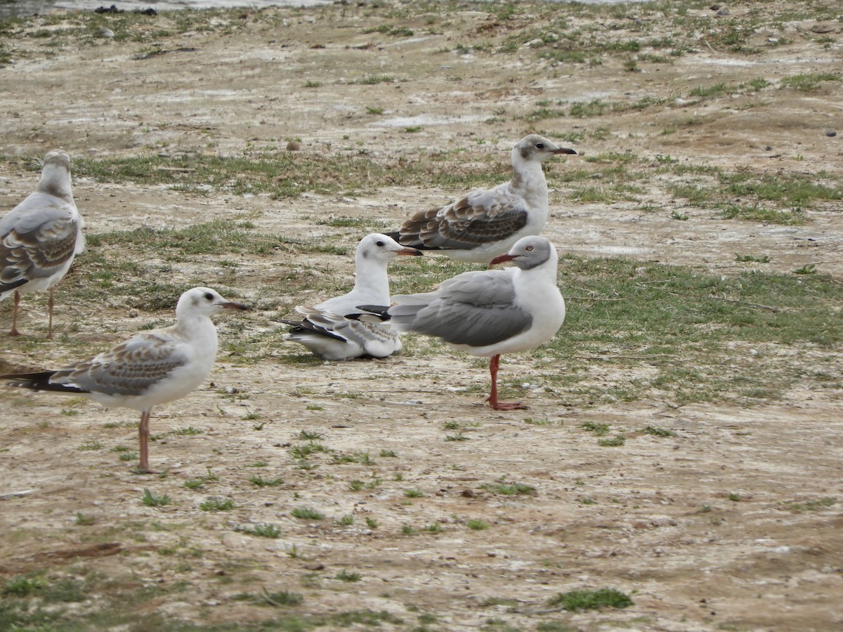 Gray-hooded Gull - ML624166741