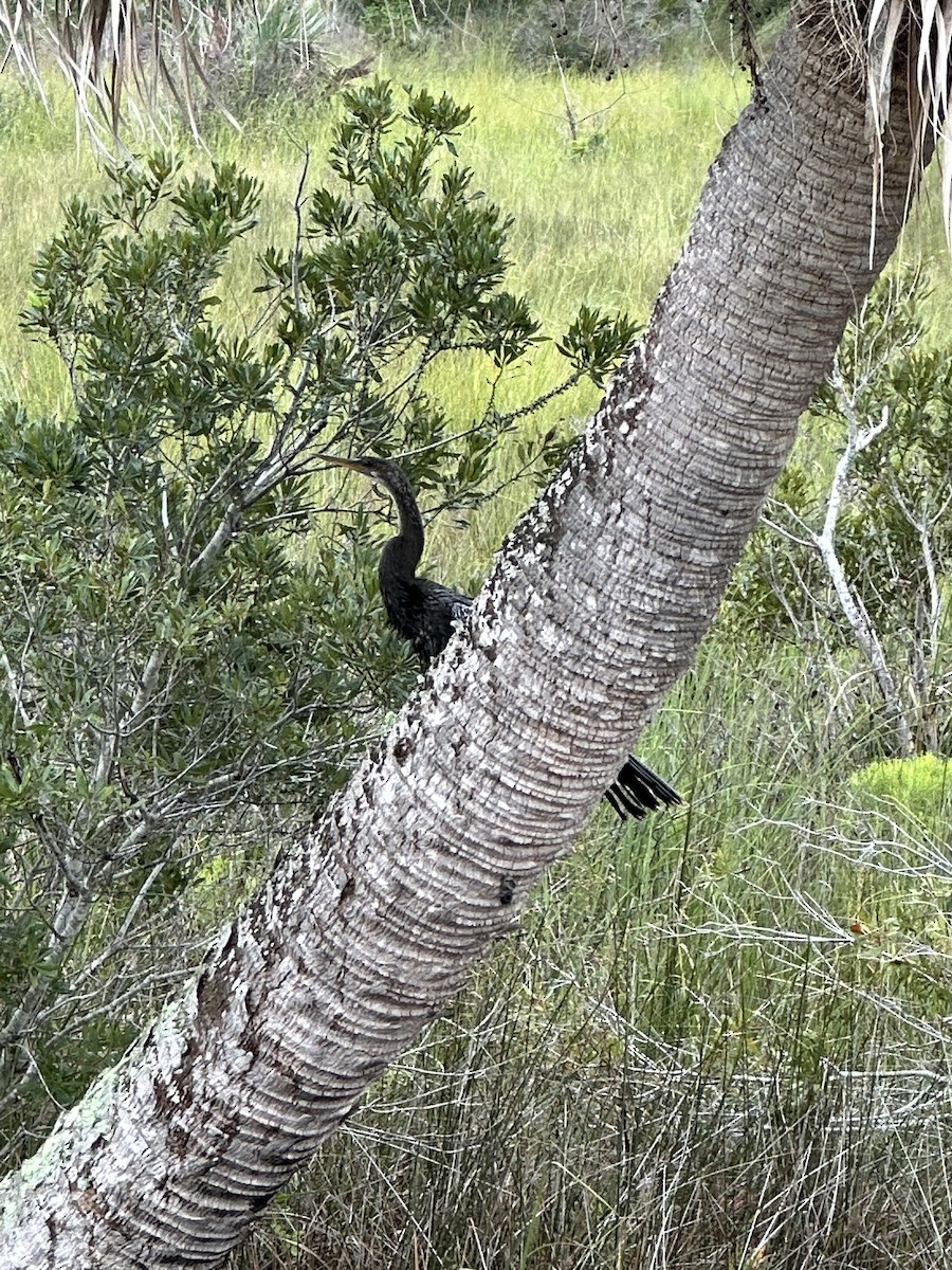 Anhinga d'Amérique - ML624166742