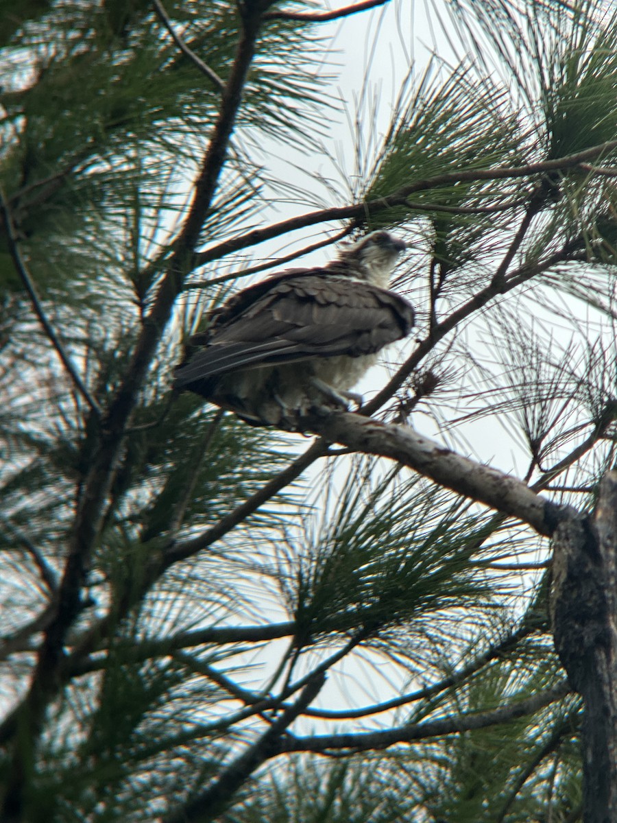 Balbuzard pêcheur - ML624166744