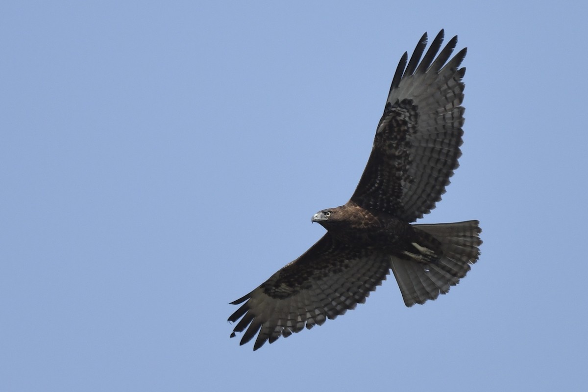 Red-tailed Hawk - ML624166752