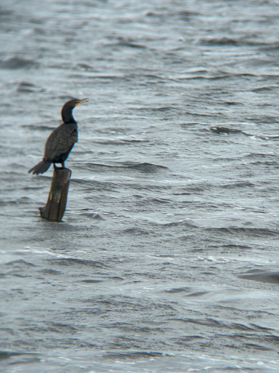 Cormoran à aigrettes - ML624166754