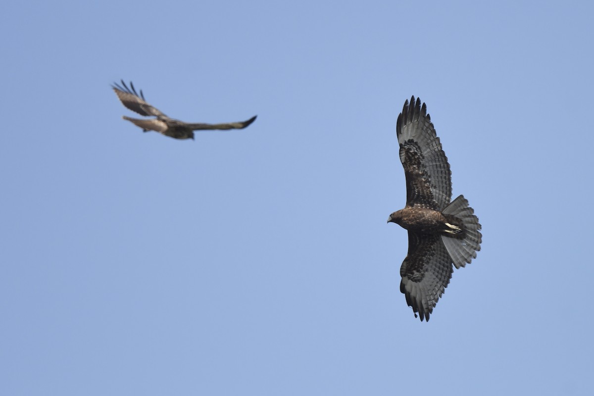 Red-tailed Hawk - ML624166758