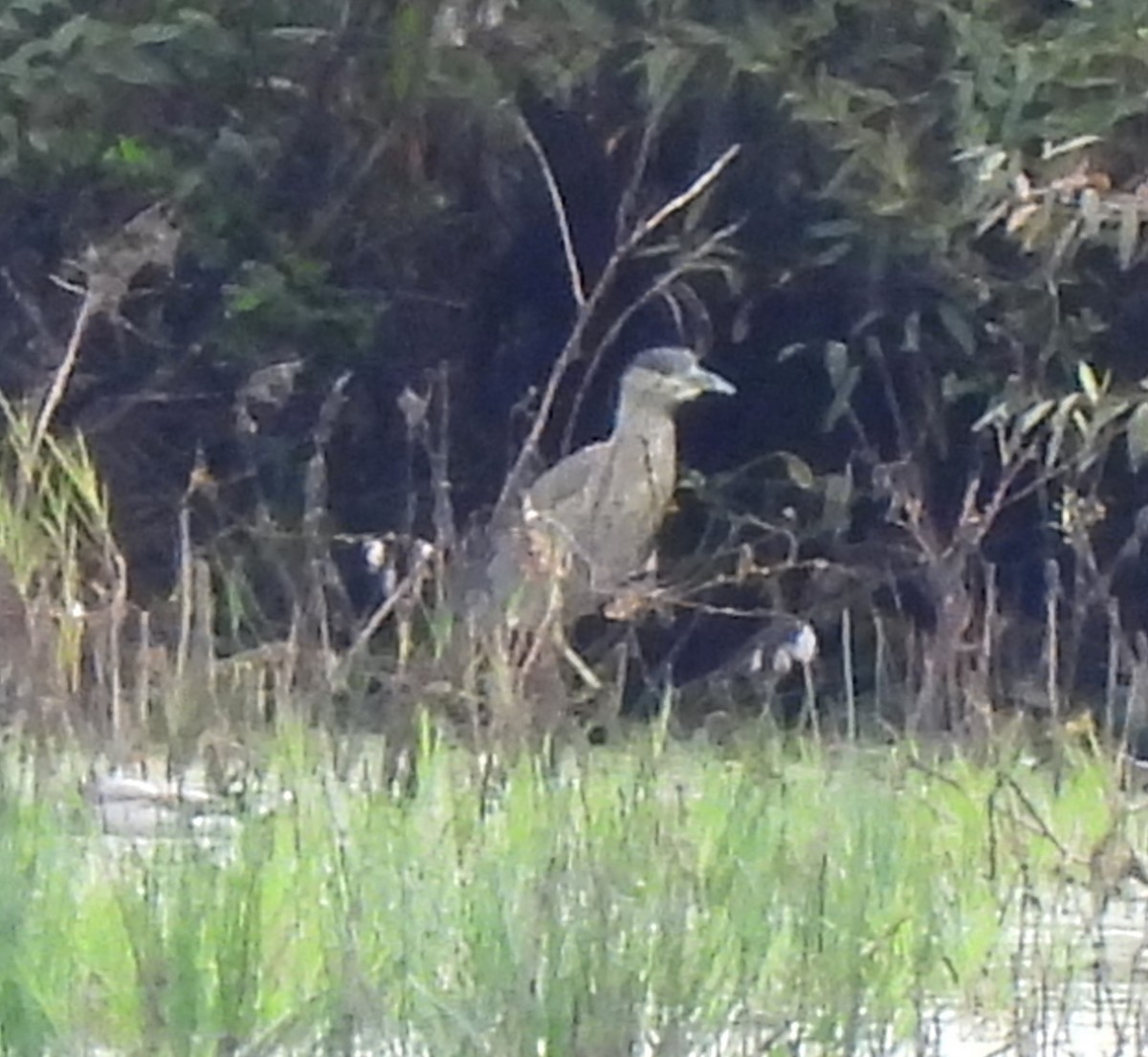 Black-crowned Night Heron - ML624166768