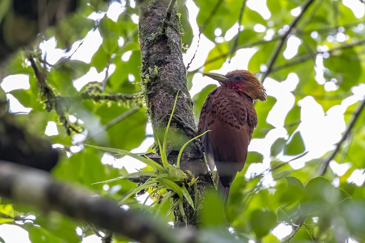 Chestnut-colored Woodpecker - ML624166788