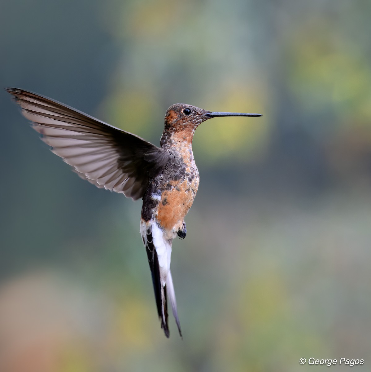 Giant Hummingbird - ML624166795