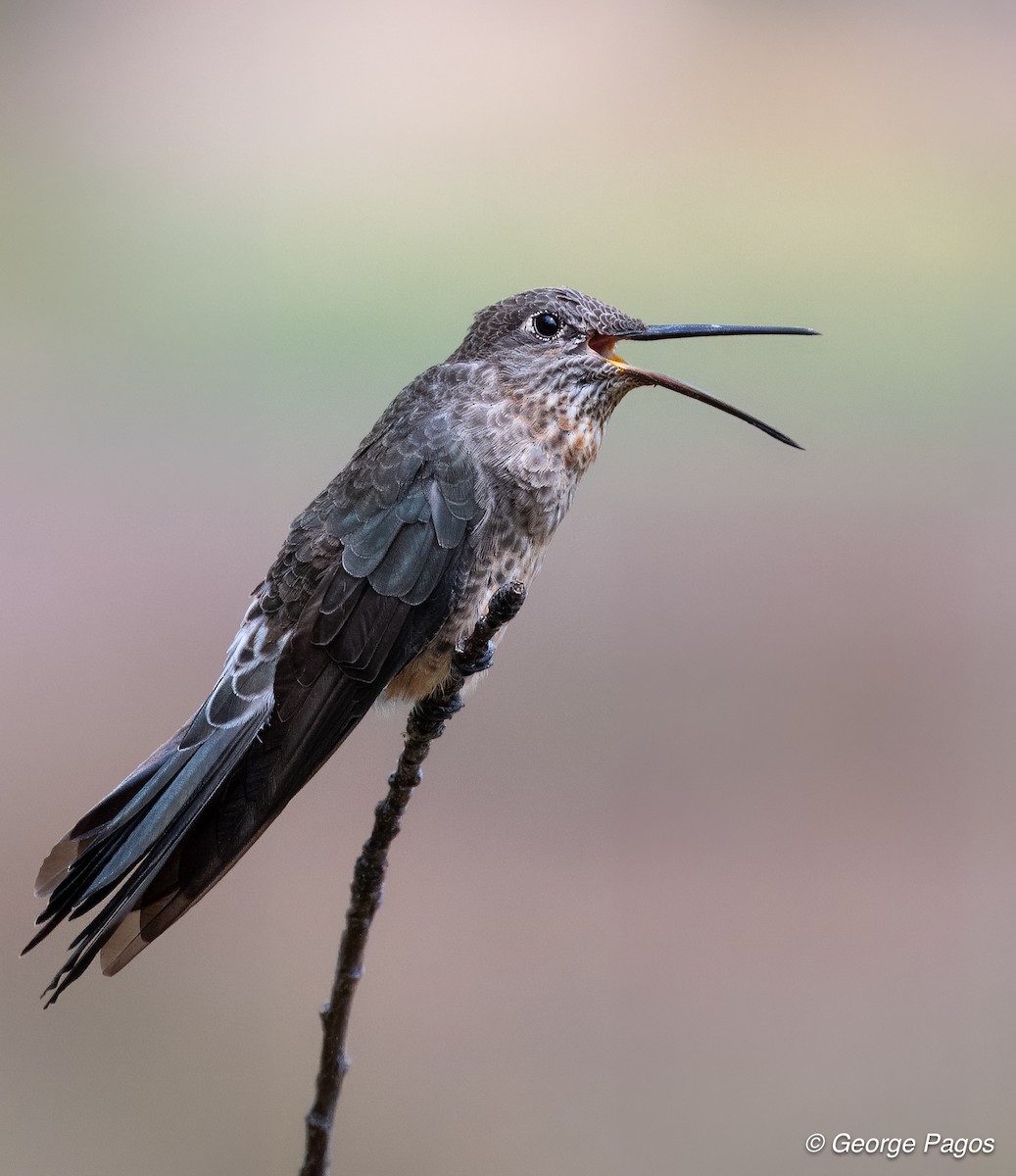 Giant Hummingbird - ML624166796