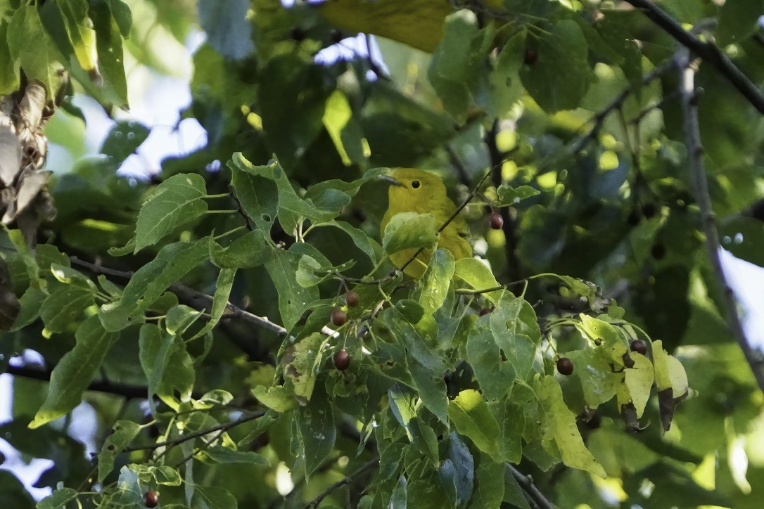 Yellow Warbler - ML624166809