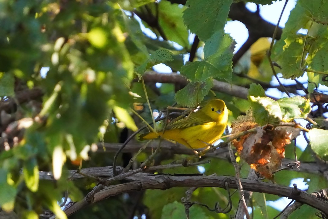 Yellow Warbler - ML624166839