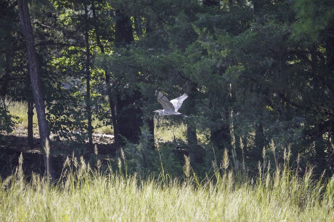 Great Blue Heron - ML624166855