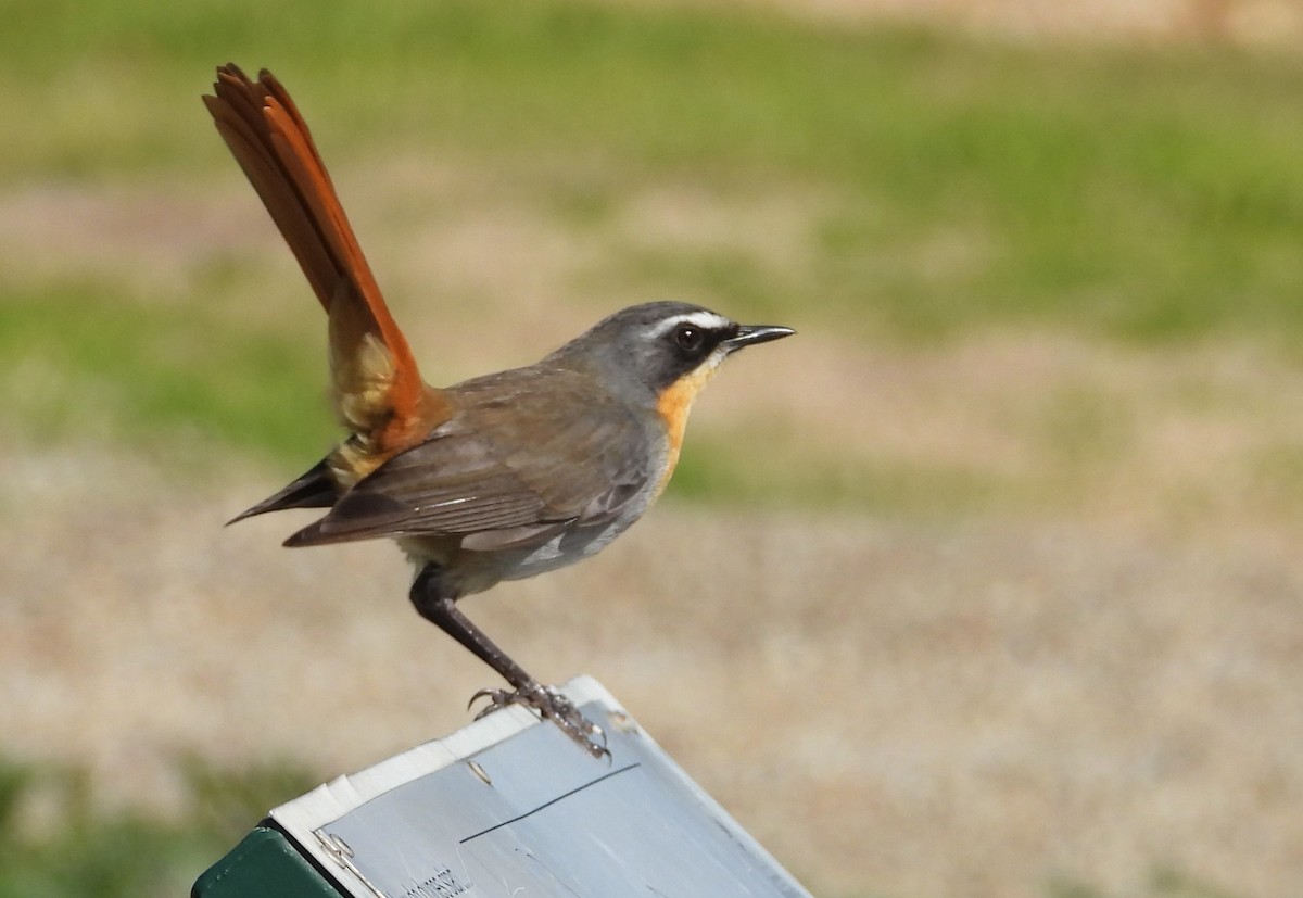 Cape Robin-Chat - ML624166873