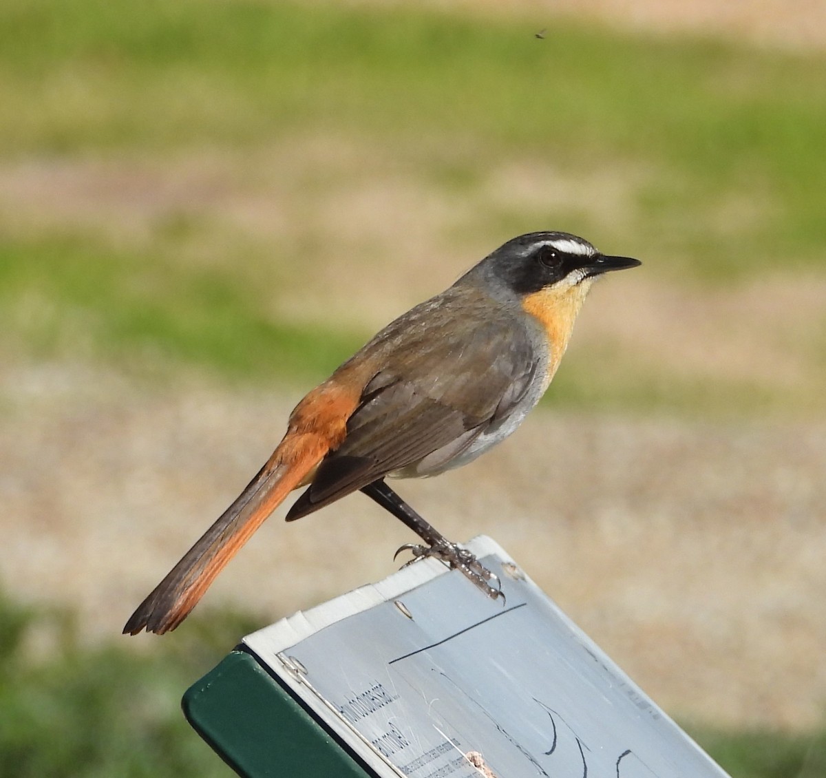 Cape Robin-Chat - ML624166874