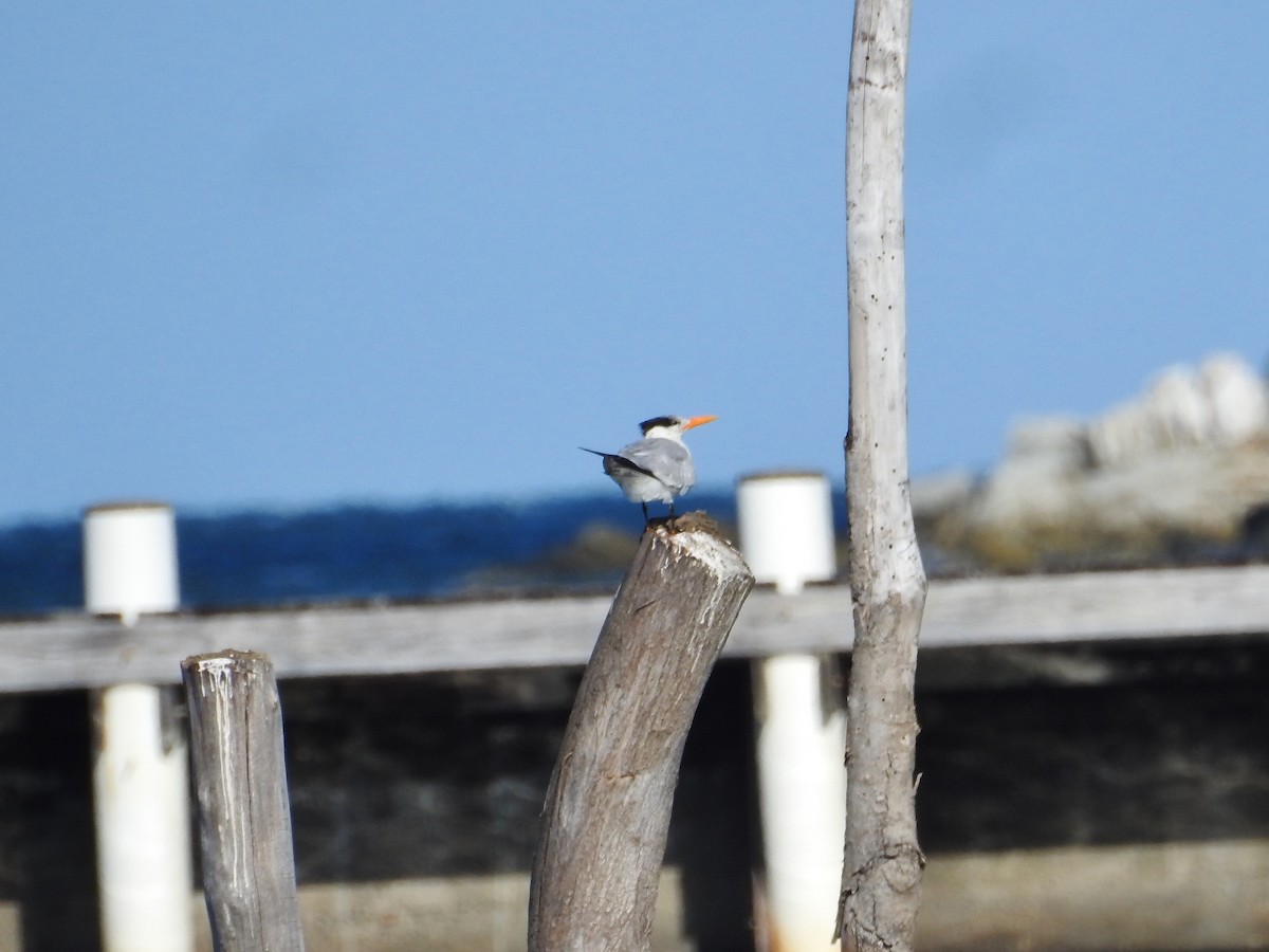 Royal Tern - ML624166887