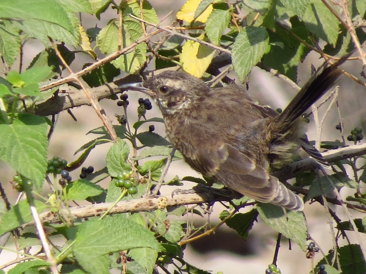 Long-tailed Mockingbird - ML624166898