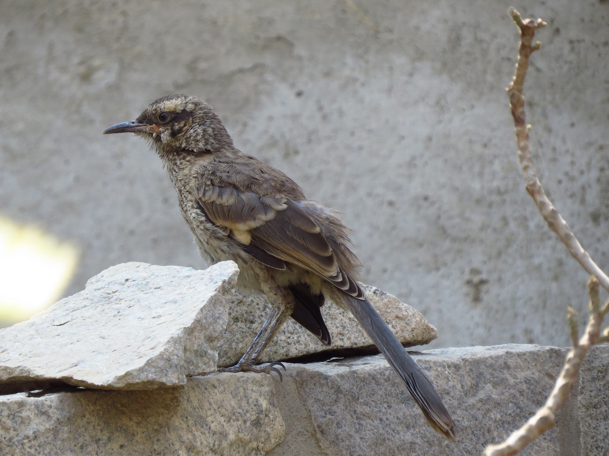 Long-tailed Mockingbird - ML624166918